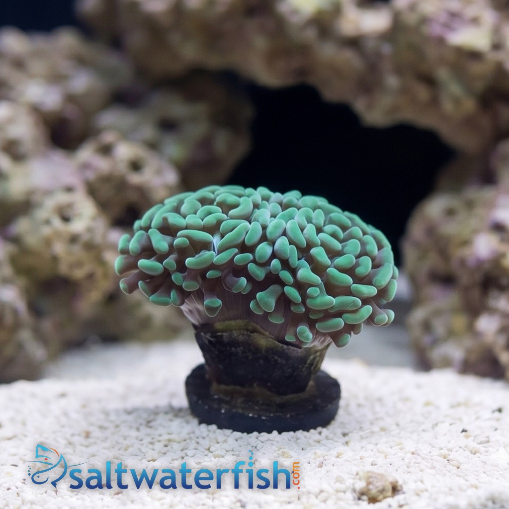 Hammer Coral: Green