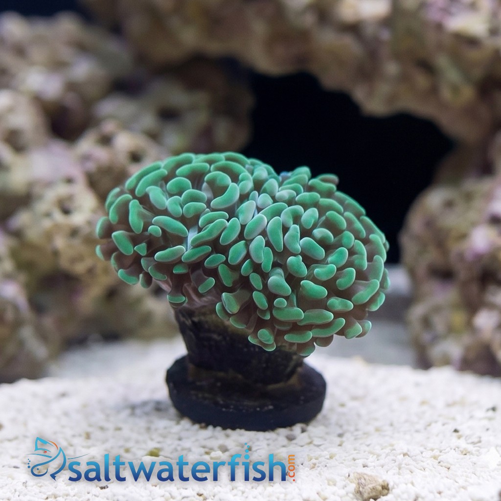 Hammer Coral: Green