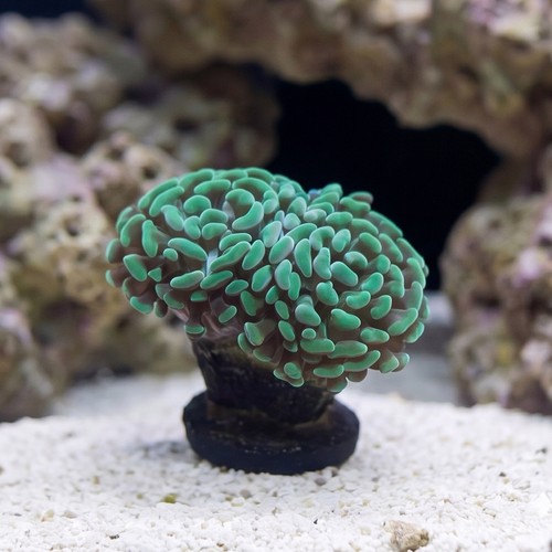 Hammer Coral: Green