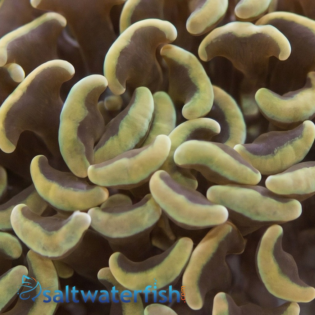 Wall Hammer Coral: Gold with Orange Tips