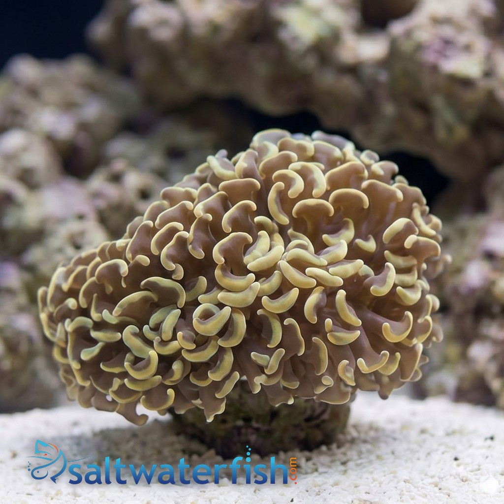 Wall Hammer Coral: Gold with Orange Tips