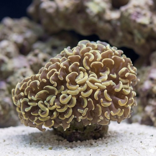 Wall Hammer Coral: Gold with Orange Tips