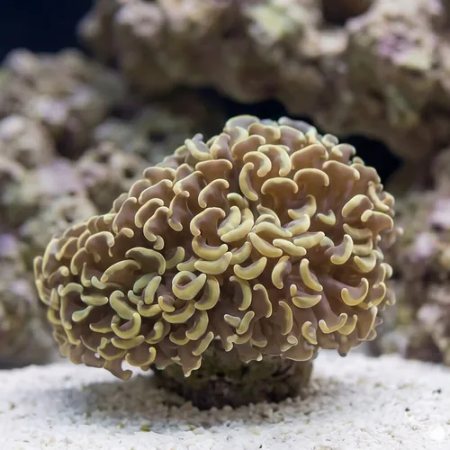 Wall Hammer Coral: Gold with Orange Tips