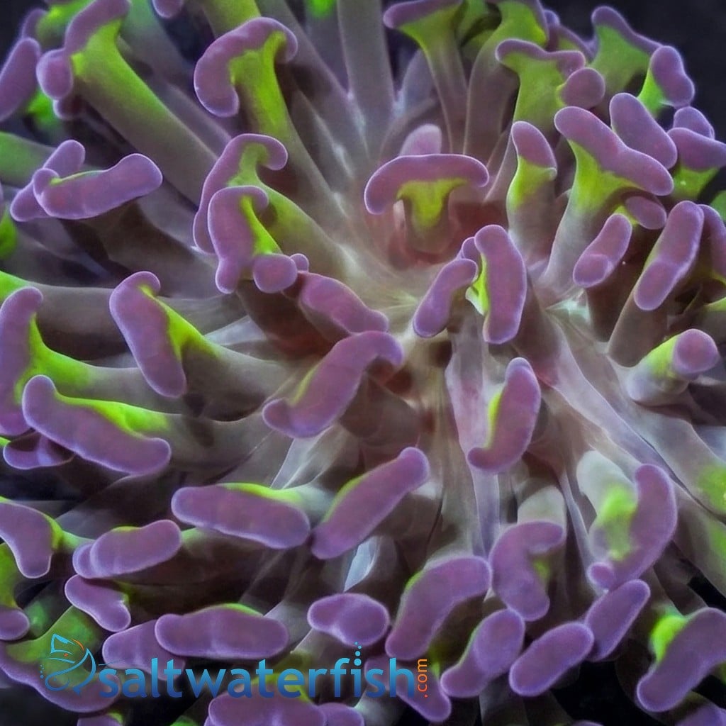 Wall Hammer Coral: Green w/ Purple Tips - Aquacultured