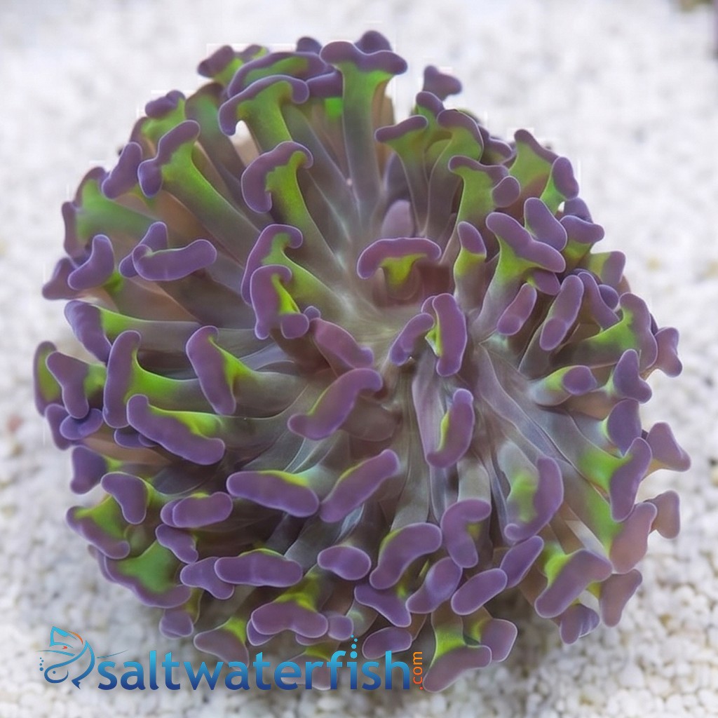 Wall Hammer Coral: Green w/ Purple Tips - Aquacultured