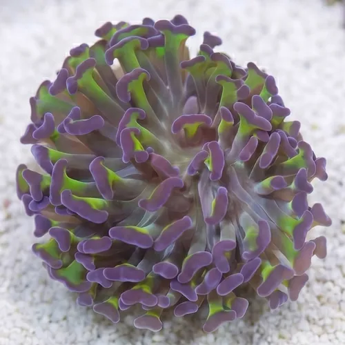 Wall Hammer Coral: Green w/ Purple Tips - Aquacultured