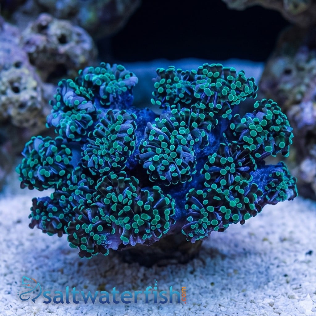 Grape Cristata Neon Green Tip