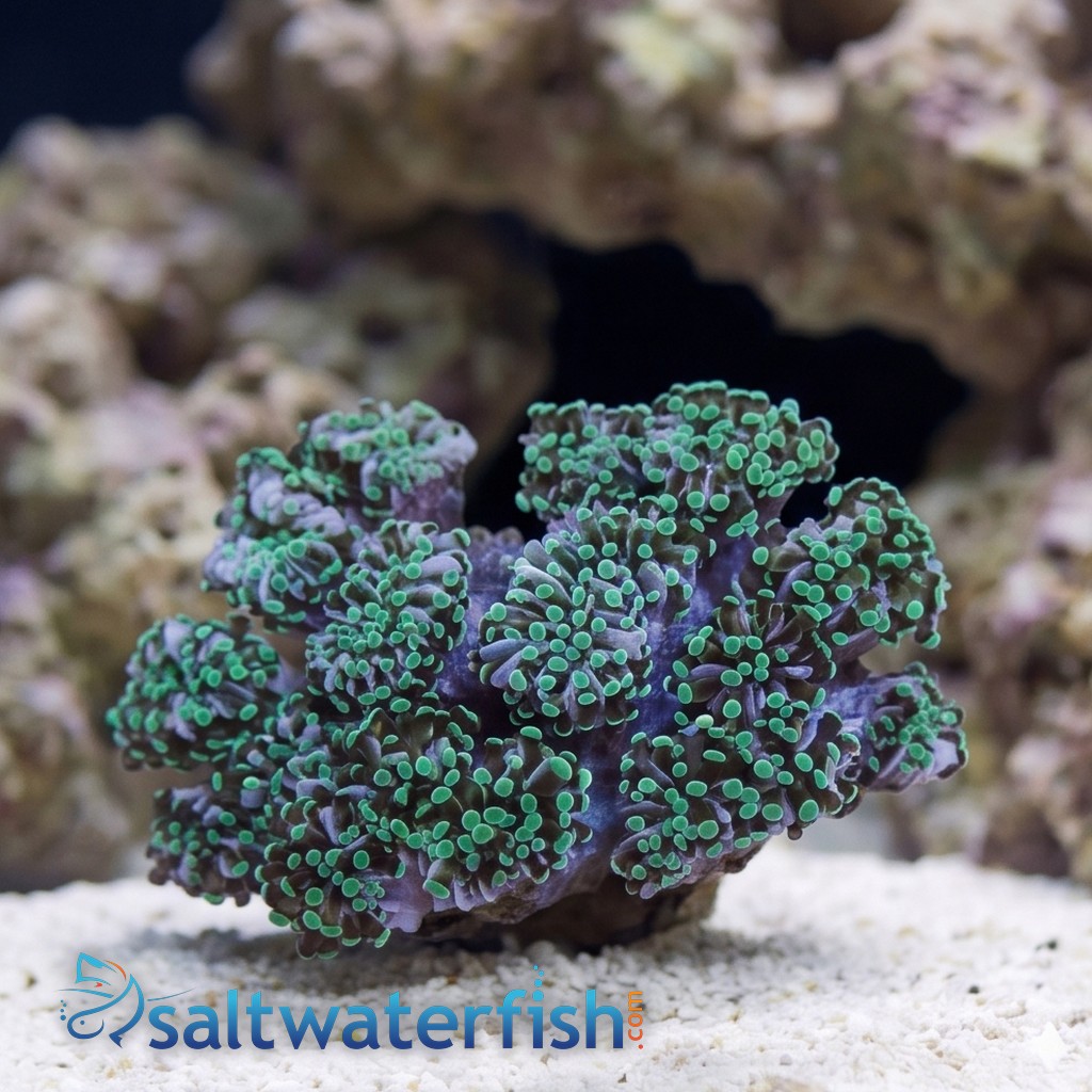 Grape Cristata Neon Green Tip