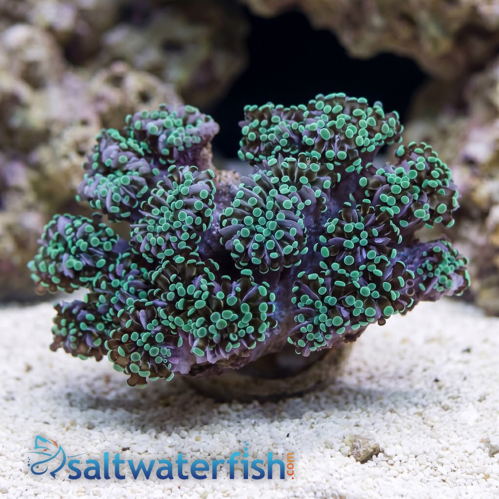 Grape Cristata Neon Green Tip