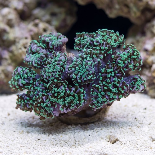 Grape Cristata Neon Green Tip