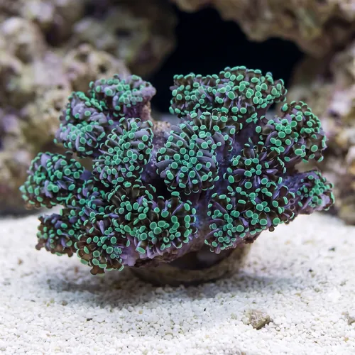 Grape Cristata Neon Green Tip