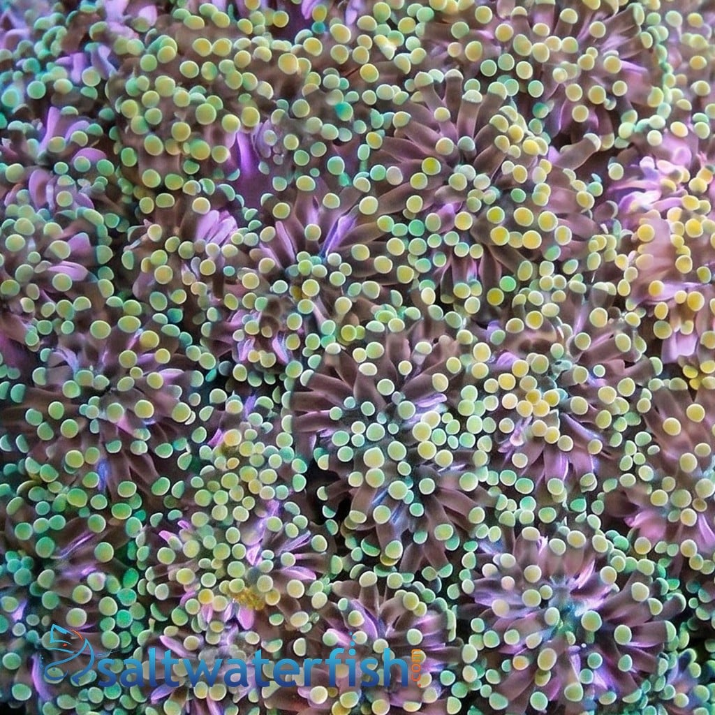 Grape Cristata Coral: Gold Tip