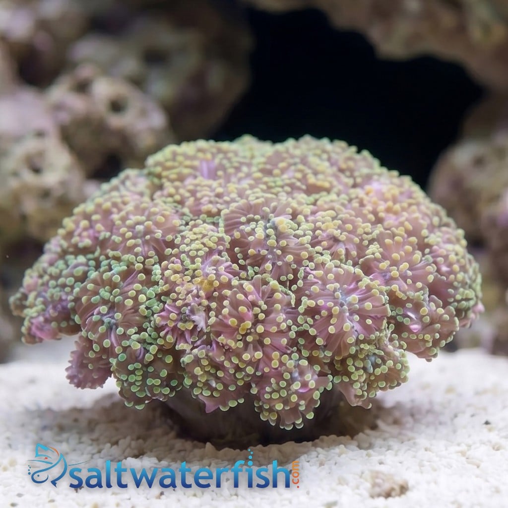Grape Cristata Coral: Gold Tip