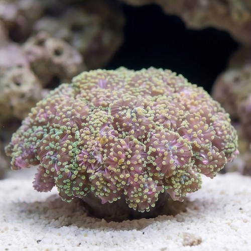 Grape Cristata Coral: Gold Tip