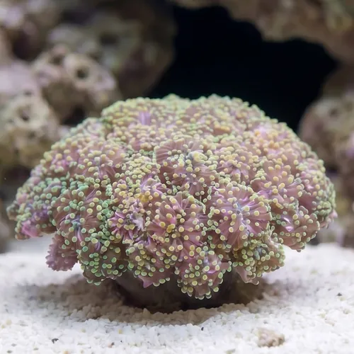 Grape Cristata Coral: Gold Tip