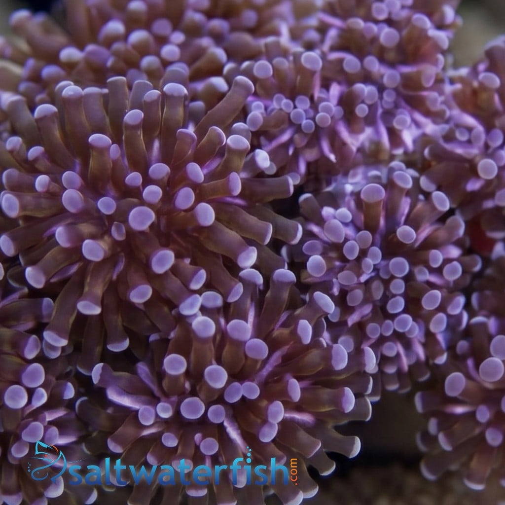 Grape Cristata Coral: Purple Tips