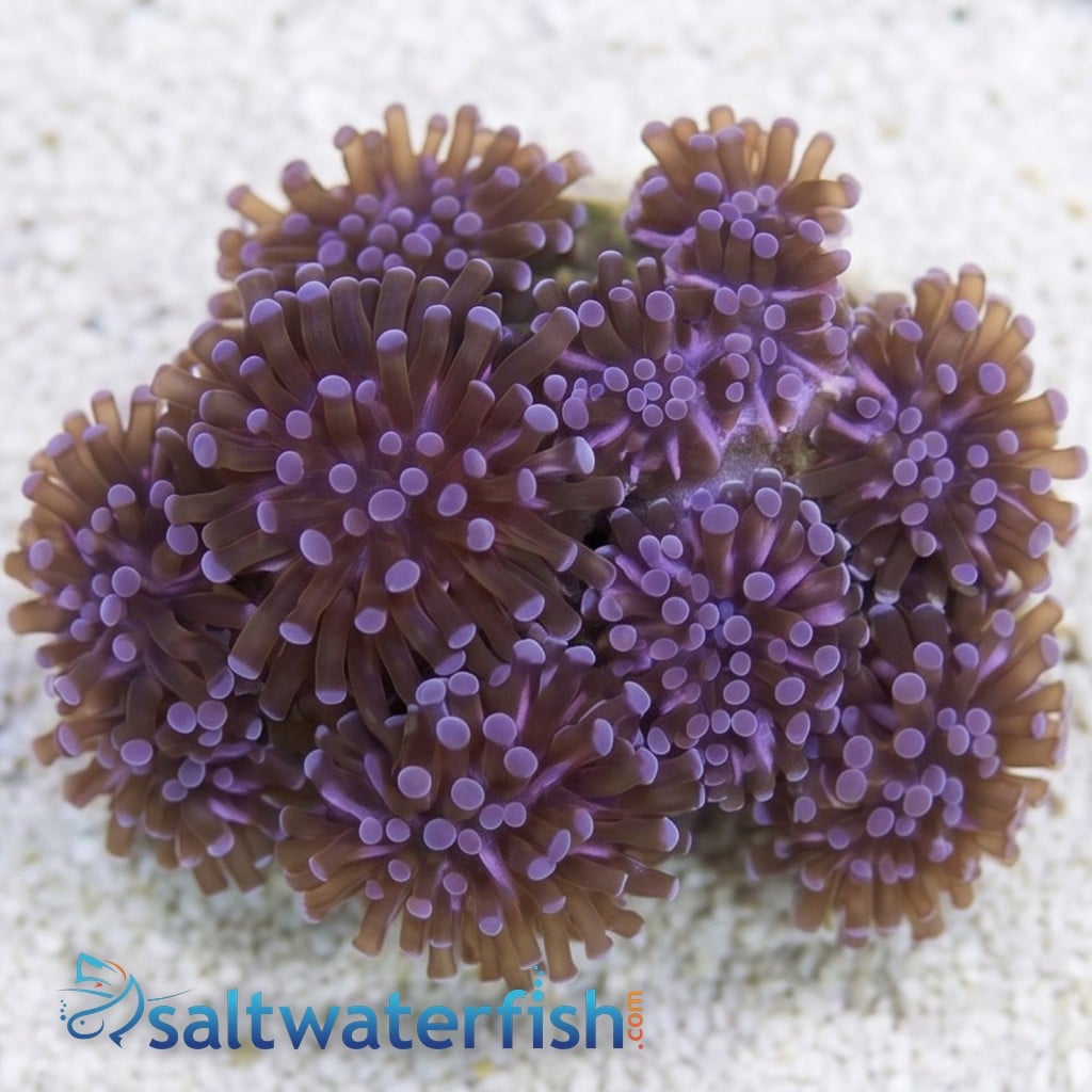 Grape Cristata Coral: Purple Tips