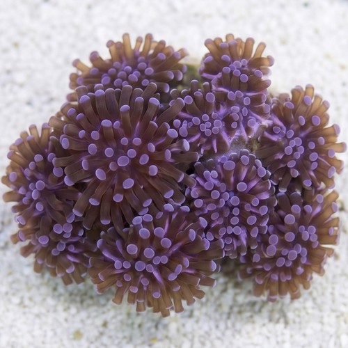 Grape Cristata Coral: Purple Tips