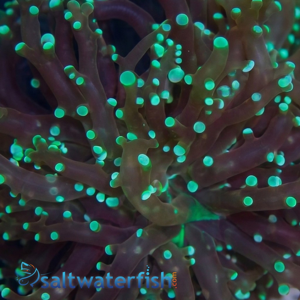 Grape Cristata Neon Green - Aquacultured