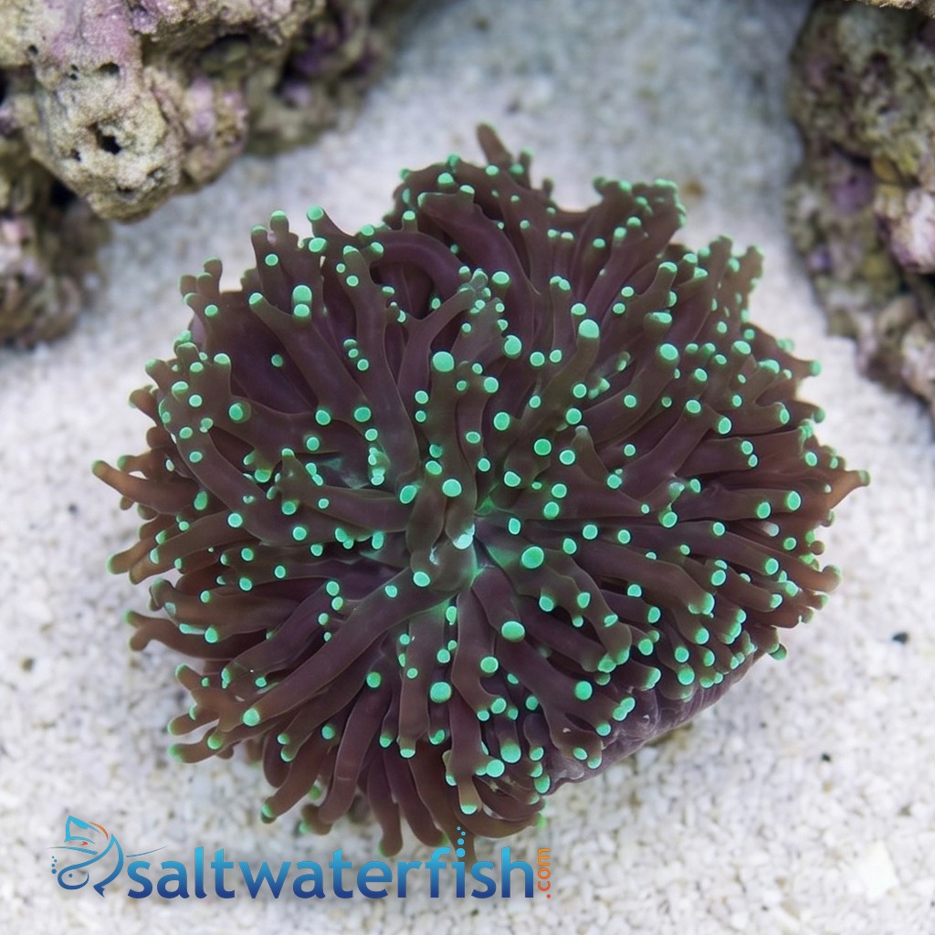 Grape Cristata Neon Green - Aquacultured