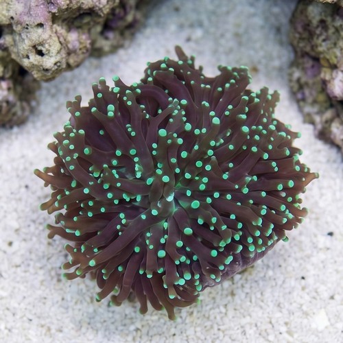 Grape Cristata Neon Green - Aquacultured