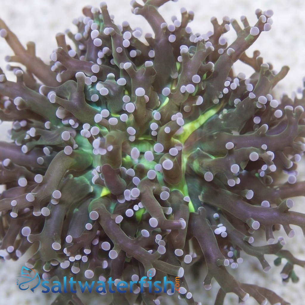 Grape Cristata Neon Green Center - Aquacultured