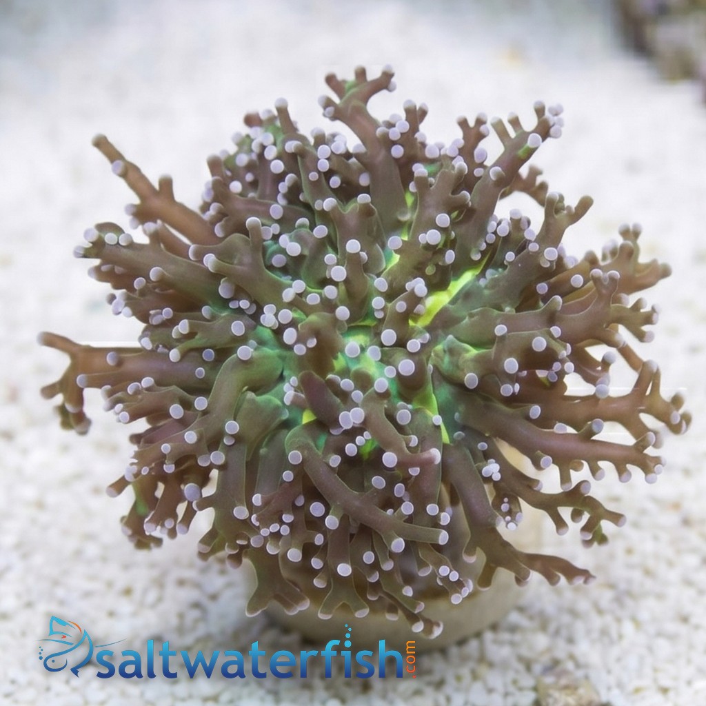 Grape Cristata Neon Green Center - Aquacultured