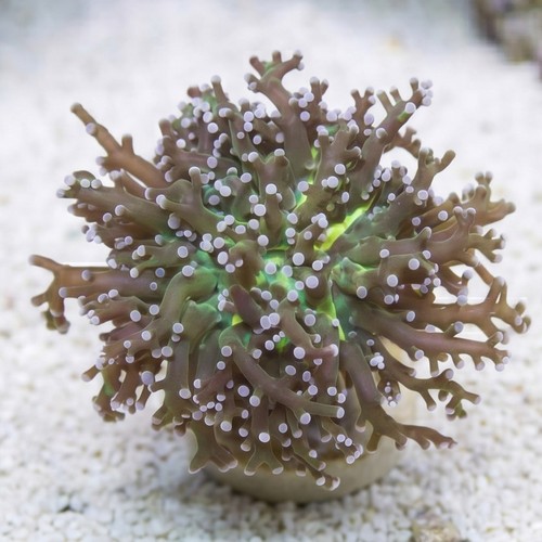 Grape Cristata Neon Green Center - Aquacultured