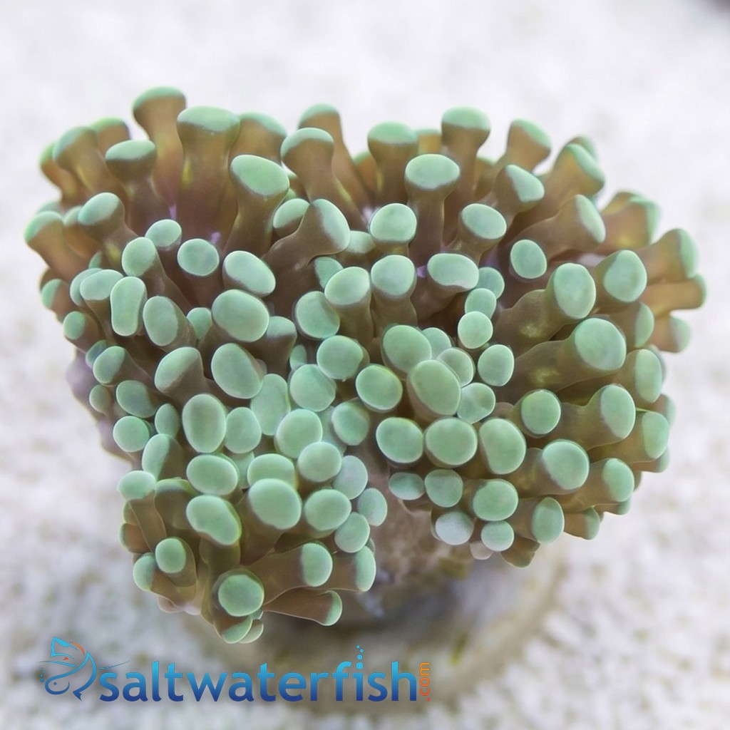 Grape Cristata: Gold Tip - South Pacific