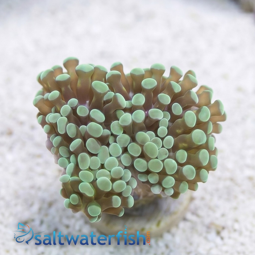 Grape Cristata: Gold Tip - South Pacific