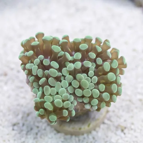 Grape Cristata: Gold Tip - South Pacific