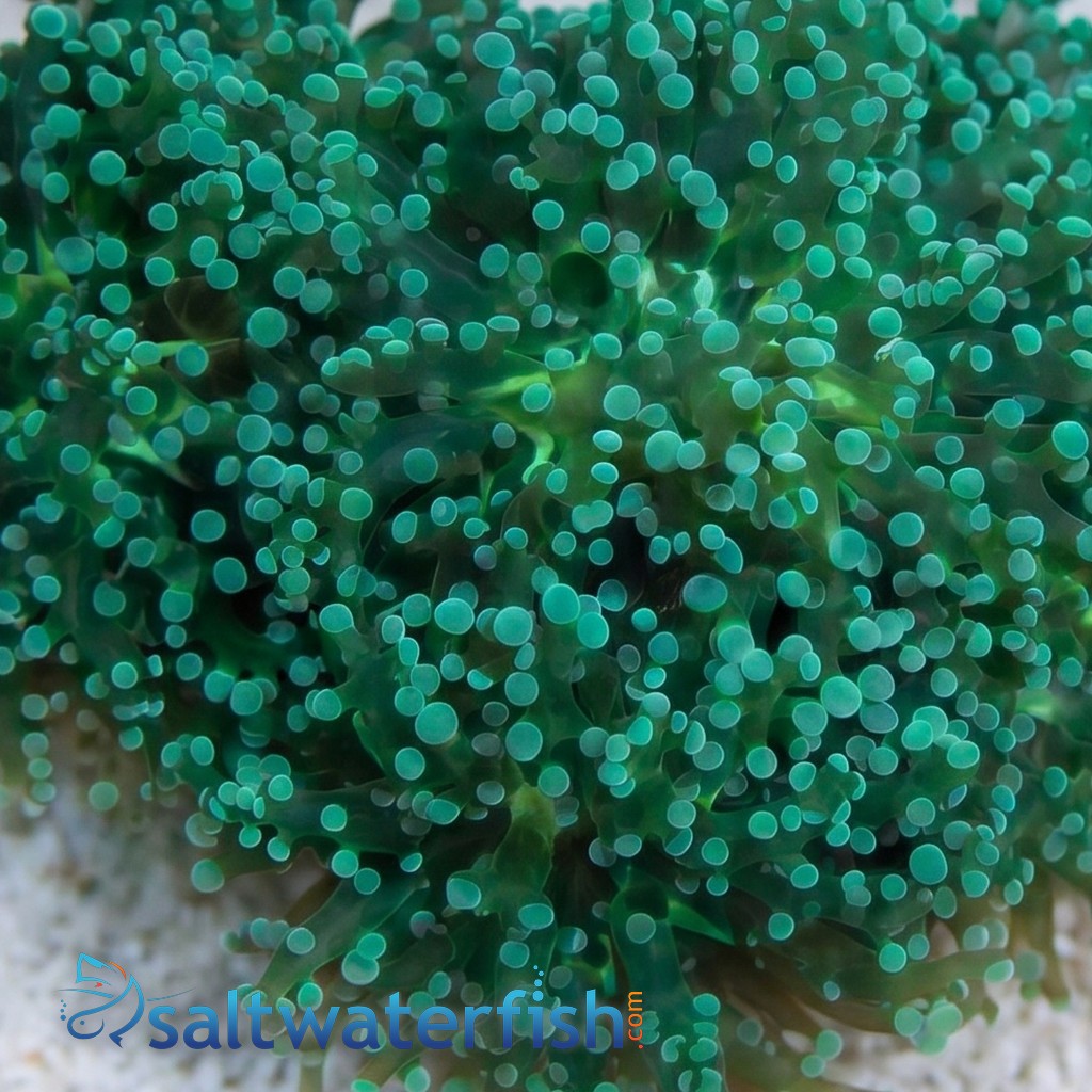 Grape Coral : Cristata Neon Green