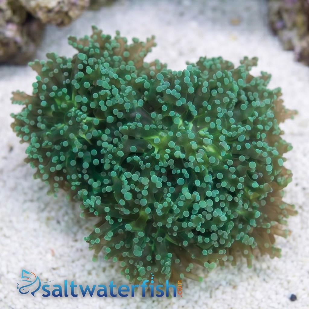 Grape Coral : Cristata Neon Green