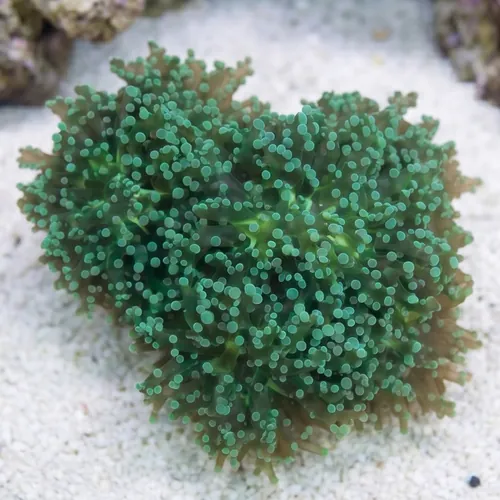Grape Coral : Cristata Neon Green