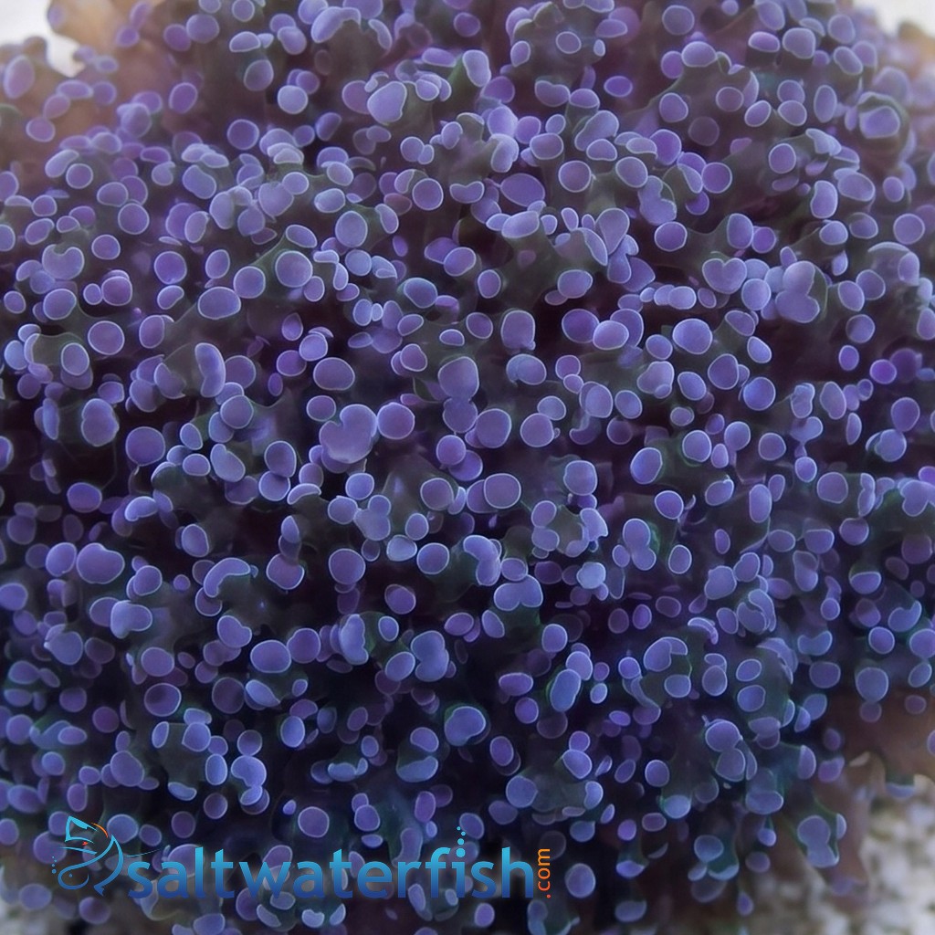 Octofrogspawn Green w/ Purple Tips - Aquacultured