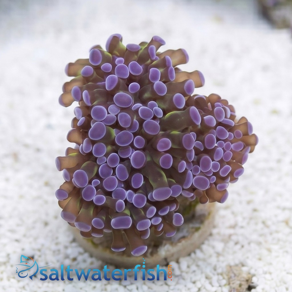 Octofrogspawn Green w/ Purple Tips - Aquacultured