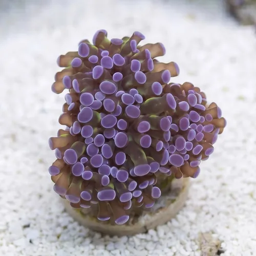 Octofrogspawn Green w/ Purple Tips - Aquacultured