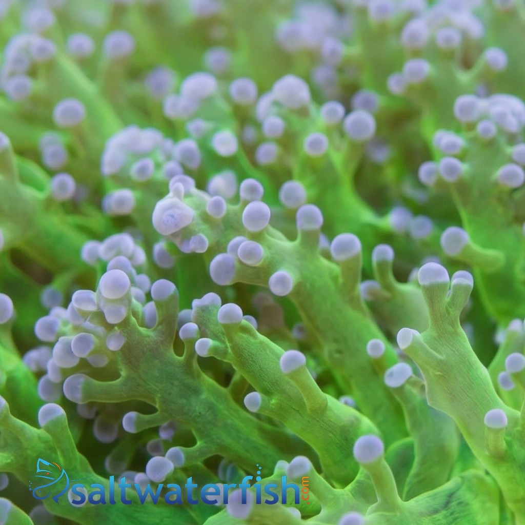 Frogspawn Coral: Green w/ Pink Tip