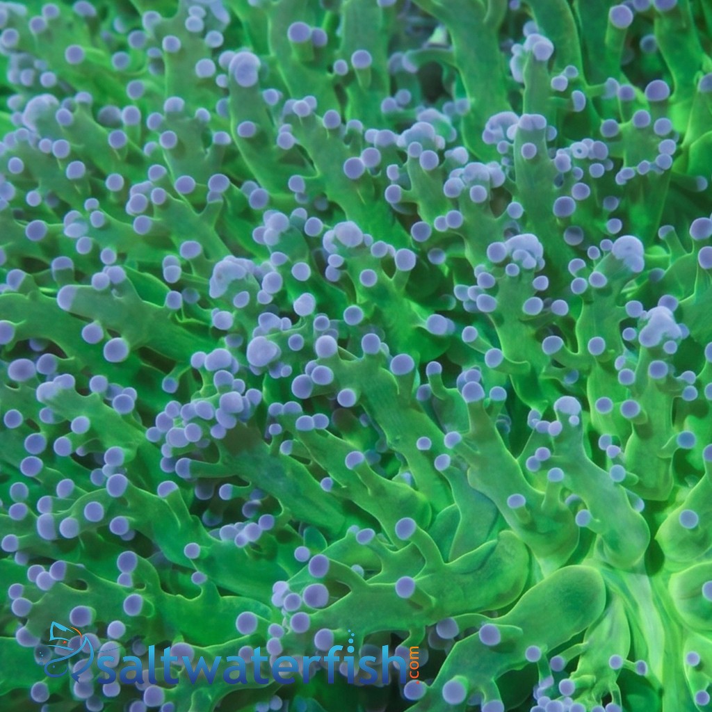 Frogspawn Coral: Green w/ Pink Tip