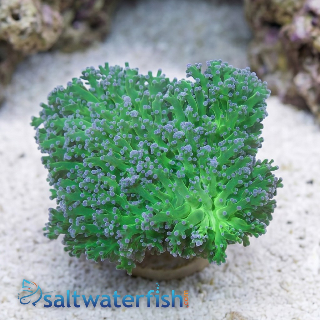 Frogspawn Coral: Green w/ Pink Tip
