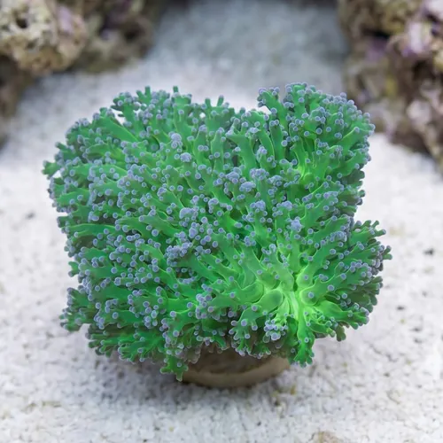Frogspawn Coral: Green w/ Pink Tip