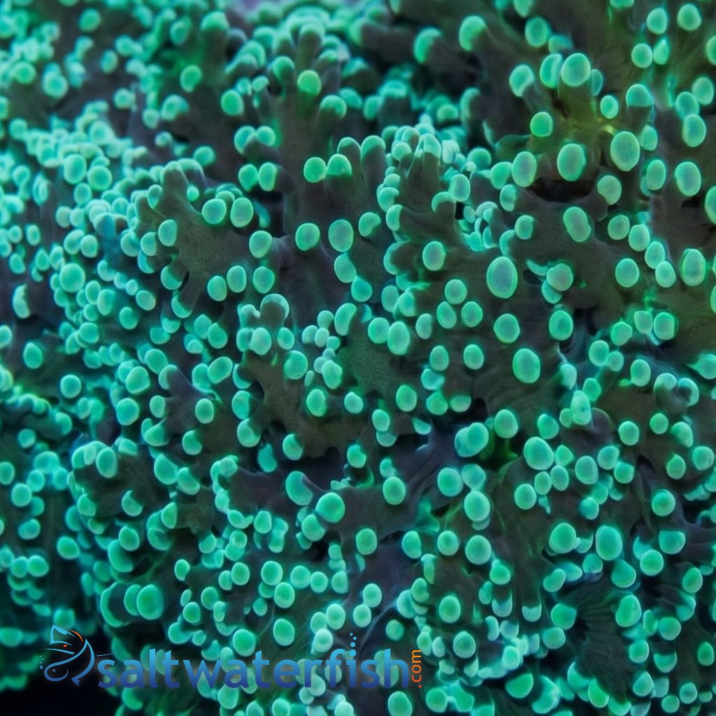 Frogspawn Coral: Green Tip  
