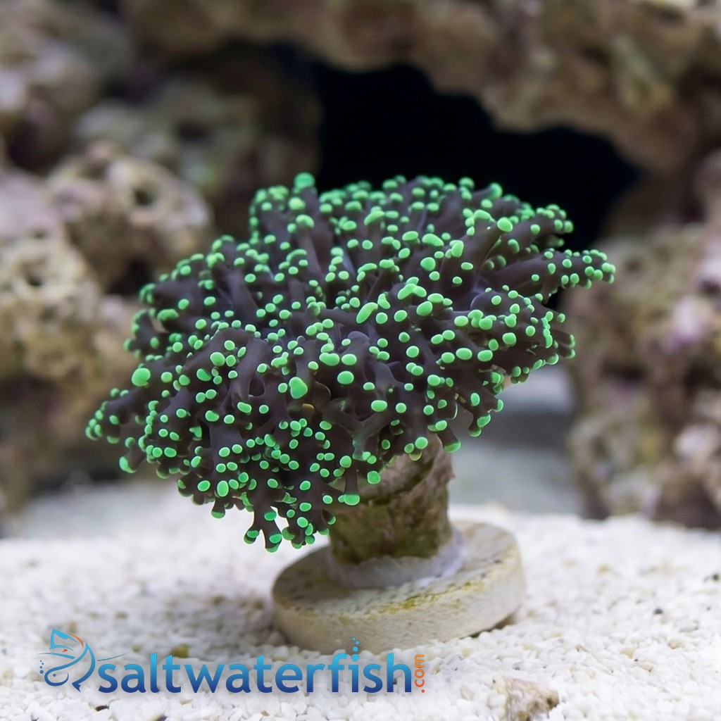 Frogspawn Coral: Green Tip  