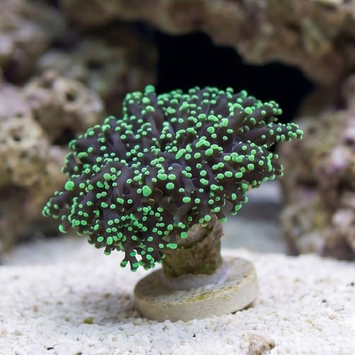 Frogspawn Coral: Green Tip  
