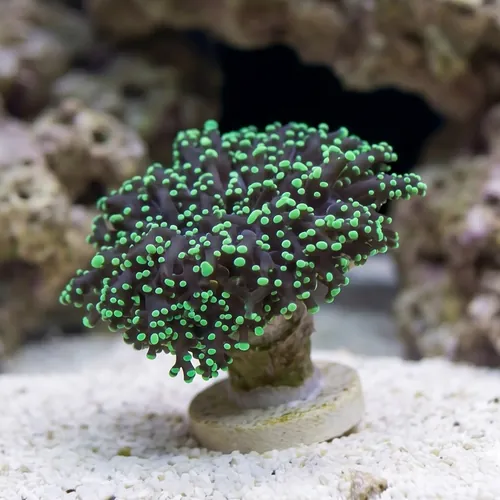 Frogspawn Coral: Green Tip