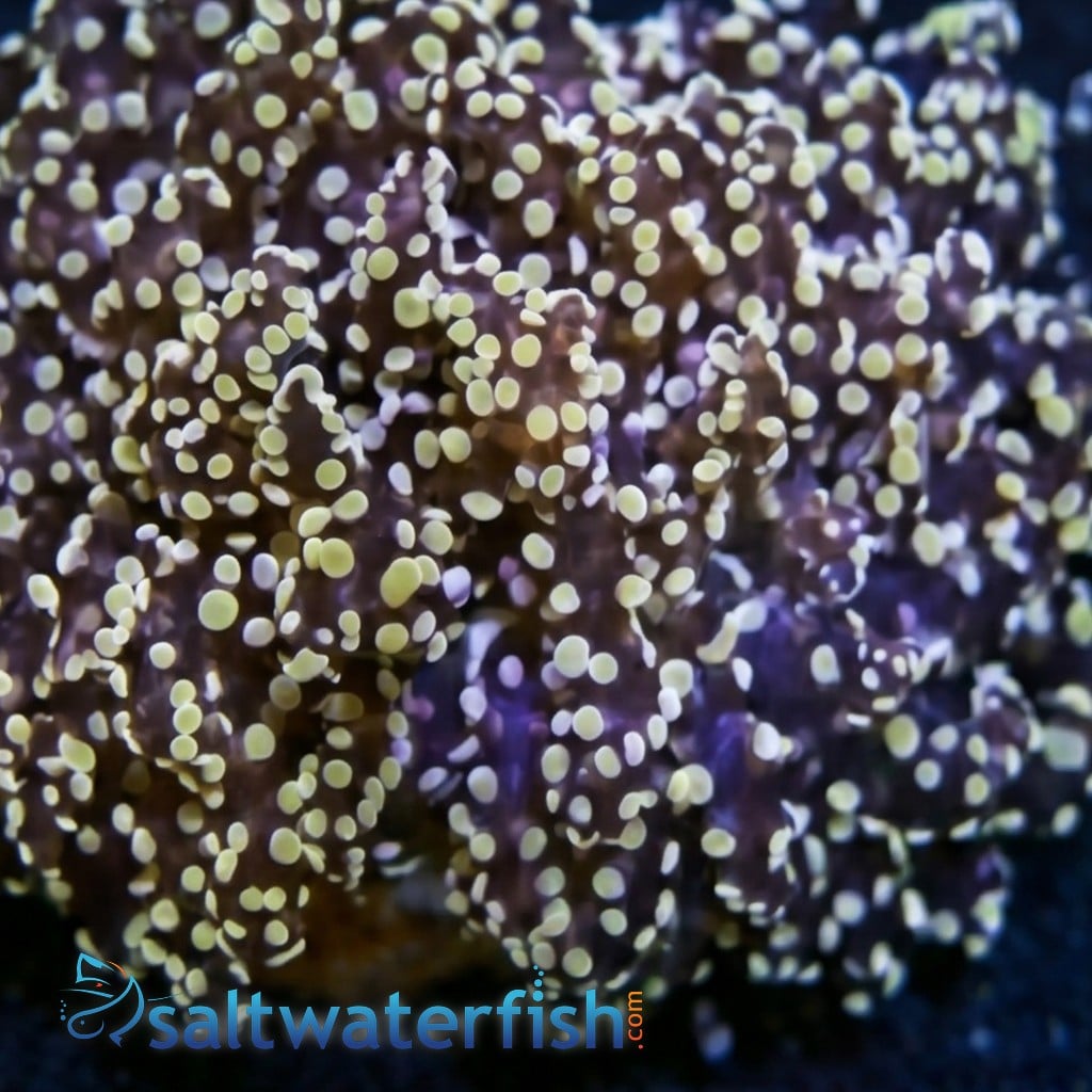 Frogspawn Coral: Gold/Orange  
