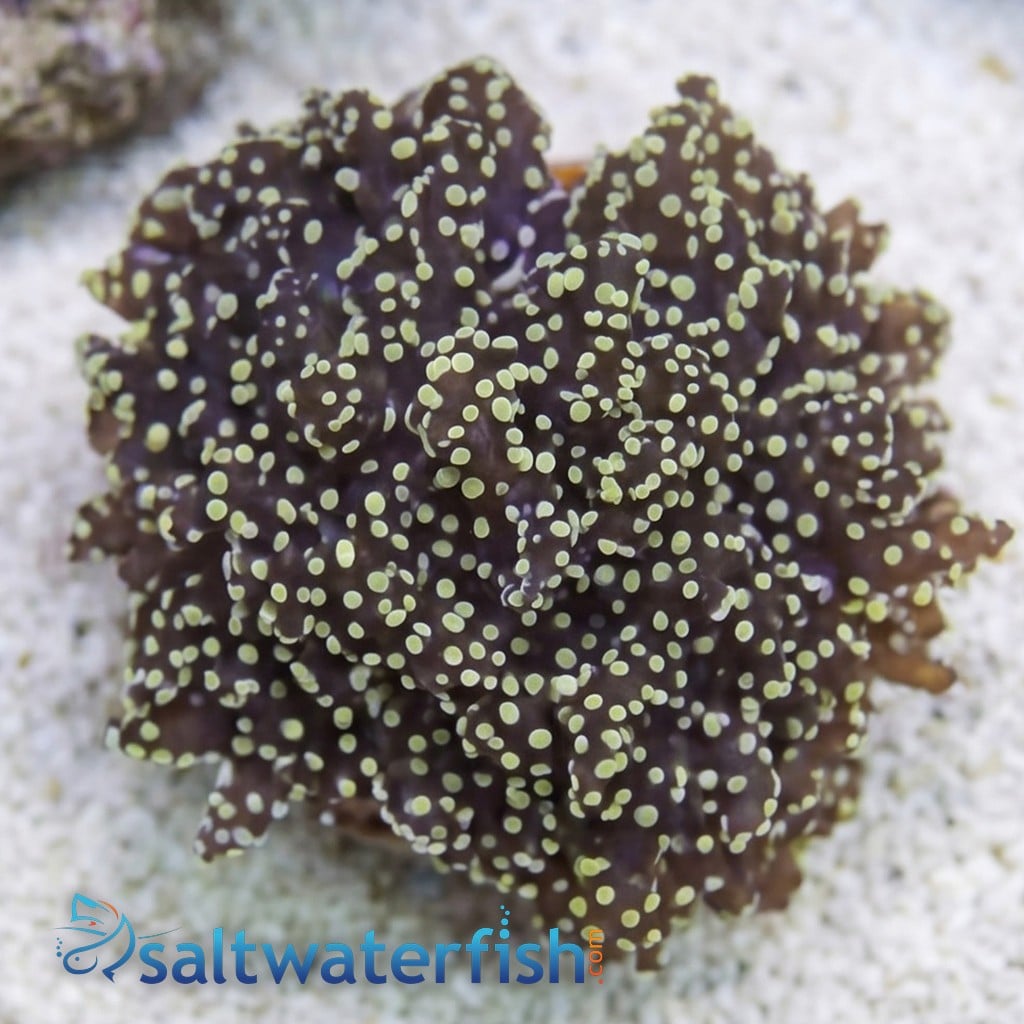 Frogspawn Coral: Gold/Orange  