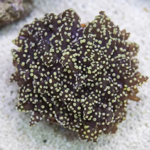 Frogspawn Coral: Gold/Orange