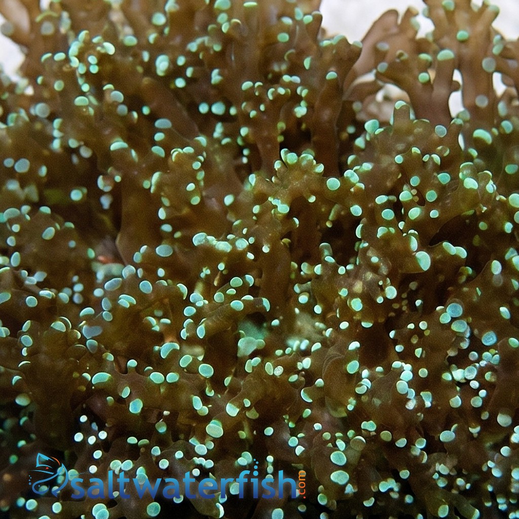 Frogspawn Coral: Solid Green - Australia