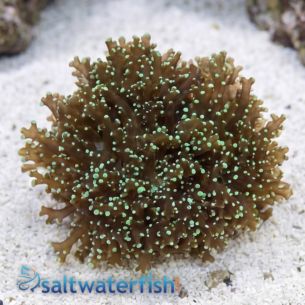 Frogspawn Coral: Solid Green - Australia